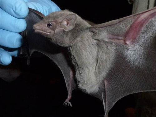 ĹԴMERS-CoV found in bat; hunt for other sources goes on Photo courtesy of Jonathan H. Epstein  copyright EcoHealth Alliance 2013